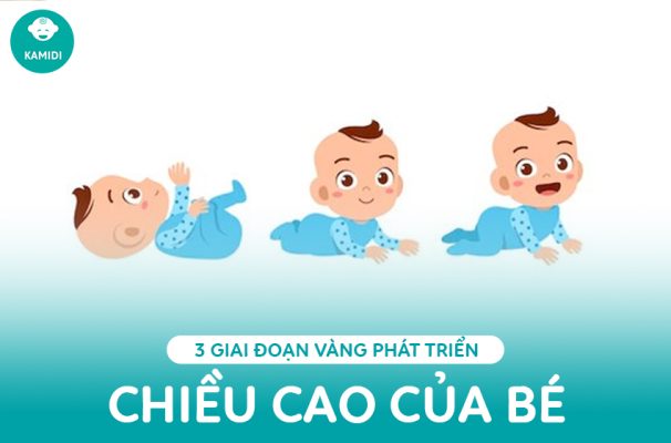 giai-doan-phat-trien-chieu-cao