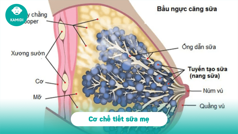 Vắt sữa bằng tay có kích sữa không? 2 vat-sua-bang-tay-co-kich-sua-khong-1