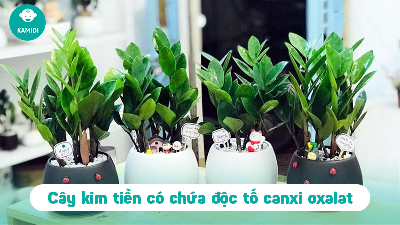 7 loại cây cảnh có độc tố gây hại cho trẻ nhỏ 2 cay-canh-co-doc-to-gay-hai-cho-tre-nho-1