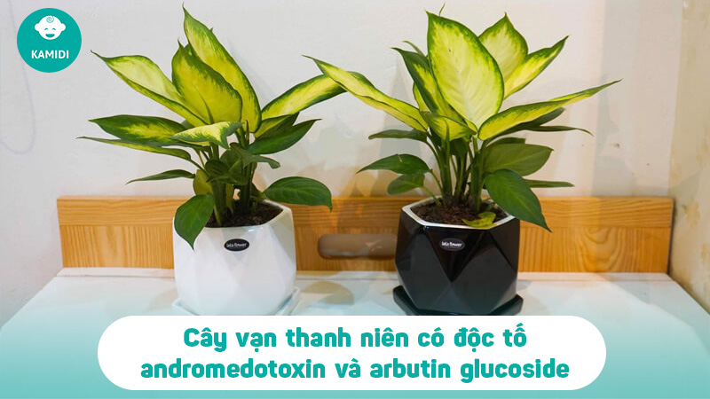 7 loại cây cảnh có độc tố gây hại cho trẻ nhỏ 3 cay-canh-co-doc-to-gay-hai-cho-tre-nho-2