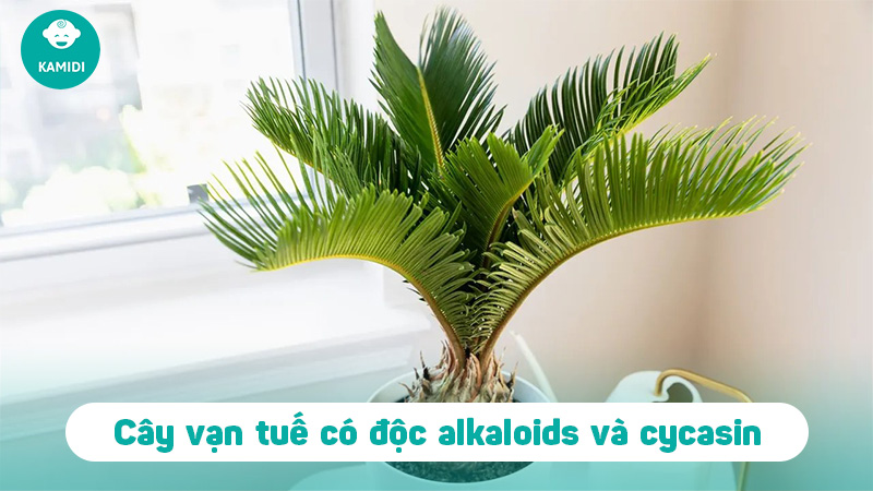 7 loại cây cảnh có độc tố gây hại cho trẻ nhỏ 4 cay-canh-co-doc-to-gay-hai-cho-tre-nho-3