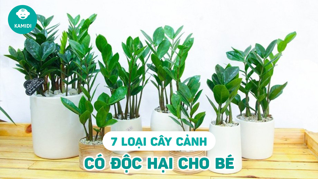 cay-canh-co-doc-to-gay-hai-cho-tre-nho