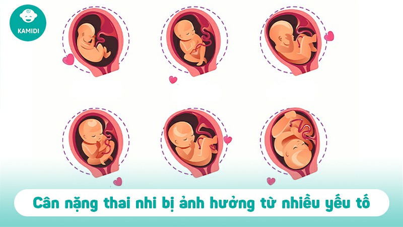Bảng cân nặng thai nhi chuẩn quốc tế được cập nhật mới nhất 3 bang-can-nang-thai-nhi-chuan-2