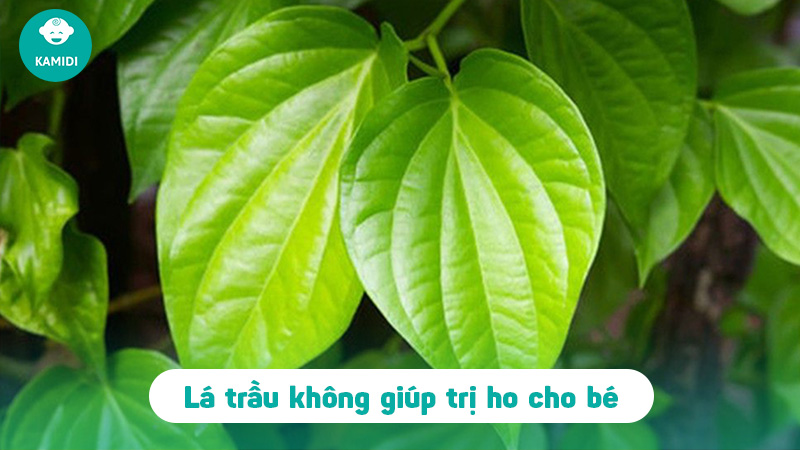 Kinh nghiệm dân gian: Cách trị ho cho trẻ bằng lá trầu không 2 cach-tri-ho-cho-tre-bang-la-trau-khong-1