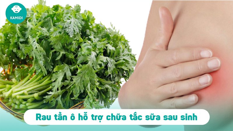 Bầu ăn rau tần ô được không? Món ngon từ rau tần ô dành cho mẹ bầu 3 bau-an-rau-tan-o-duoc-khong-2
