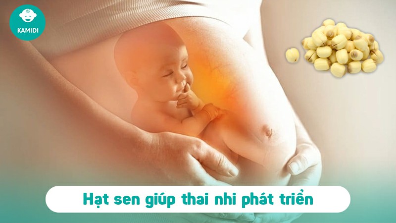 Bầu ăn hạt sen được không? Lợi ích khi ăn hạt sen dành cho mẹ bầu 4 bau-an-hat-sen-duoc-khong-3