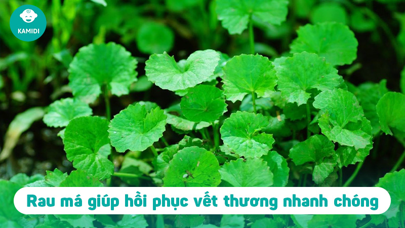 Bà bầu uống rau má được không? Tác dụng của rau má đối với mẹ bầu 5 ba-bau-uong-rau-ma-duoc-khong-4