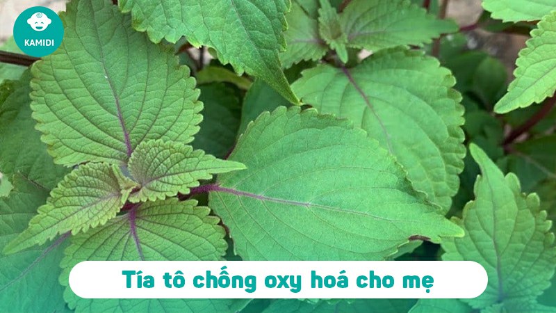 Bầu có ăn được tía tô không? 4 bau-co-an-duoc-tia-to-khong-3