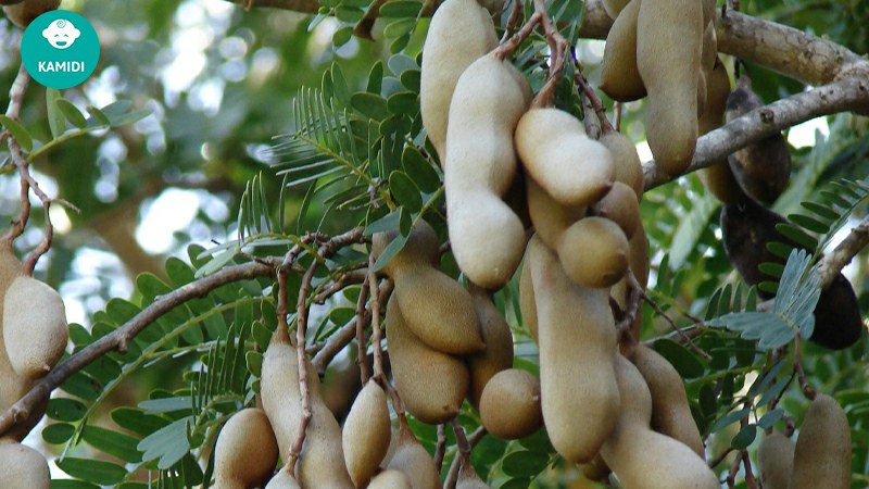 Những loại trái cây gây mất sữa mẹ cần lưu ý khi sử dụng 6 nhung-loai-trai-cay-gay-mat-sua-6