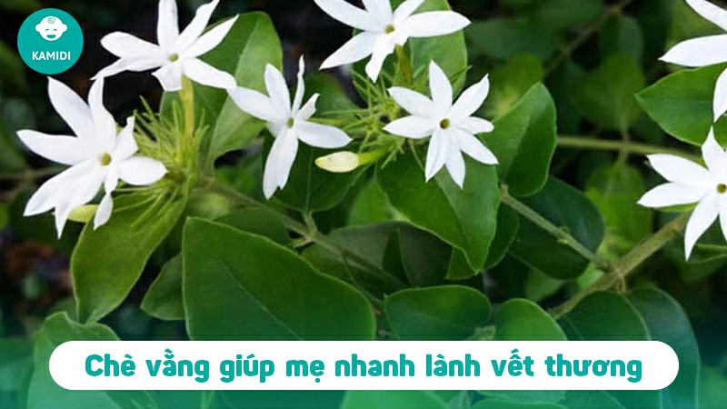 10 tác dụng chè vằng cho mẹ sau sinh và nhưng lưu ý mẹ cần biết 3 tac-dung-che-vang-cho-me-sau-sinh-2