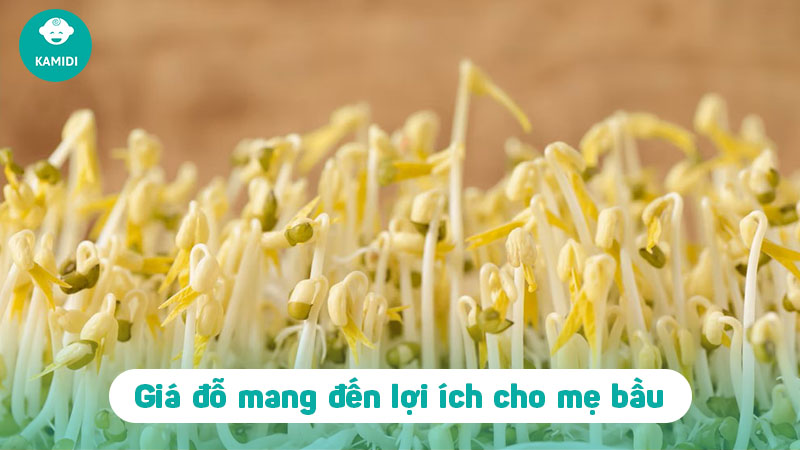 Bầu ăn giá được không-2