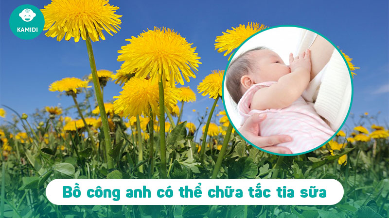 Cách chữa tắc tia sữa bằng bồ công anh hiệu quả 2 cach-chua-tac-tia-sua-bang-bo-cong-anh-1