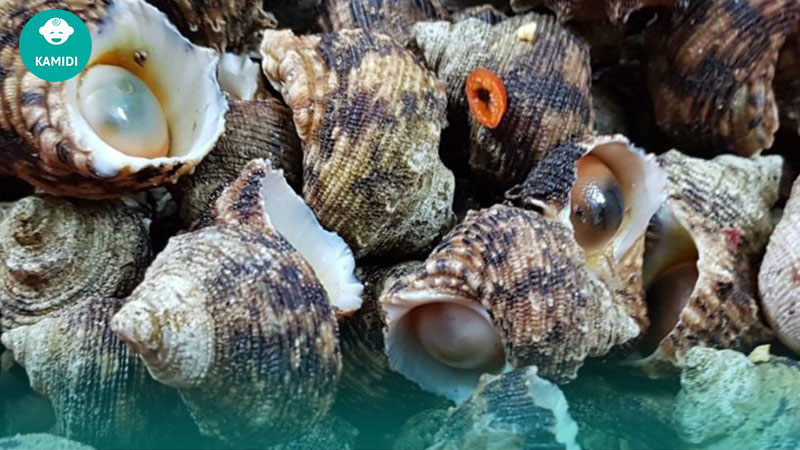 Các loại ốc bà bầu không nên ăn để tránh gây hại cho thai nhi 6 cac-loai-oc-ba-bau-khong-nen-an-4