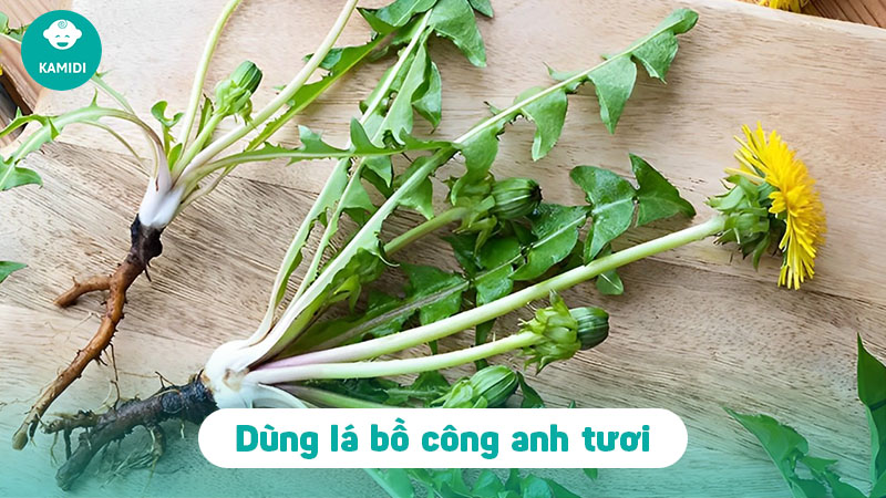 Cách chữa tắc tia sữa bằng bồ công anh hiệu quả 3 cach-chua-tac-tia-sua-bang-bo-cong-anh-2