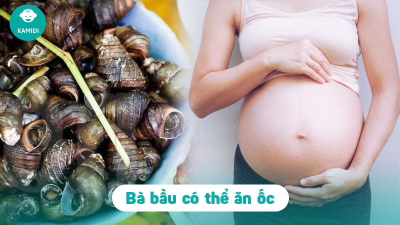 Các loại ốc bà bầu không nên ăn để tránh gây hại cho thai nhi 2 cac-loai-oc-ba-bau-khong-nen-an-1