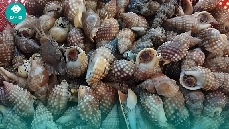 Các loại ốc bà bầu không nên ăn để tránh gây hại cho thai nhi 4 cac-loai-oc-ba-bau-khong-nen-an-3