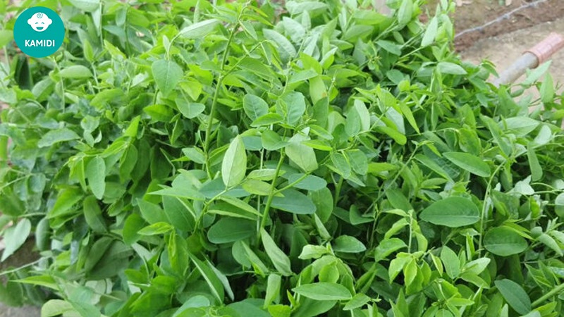 Những loại rau lợi sữa cho mẹ sau sinh không nên bỏ qua 2 nhung-loai-rau-loi-sua-cho-me-sau-sinh-1