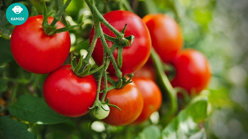 Những loại rau lợi sữa cho mẹ sau sinh không nên bỏ qua 5 nhung-loai-rau-loi-sua-cho-me-sau-sinh-4