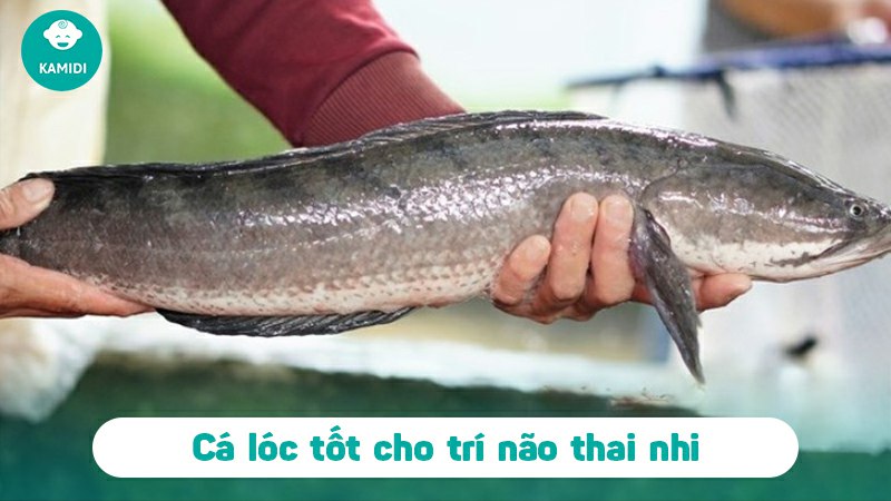 Bầu ăn cá lóc được không? Lợi ích khi bà bầu ăn cá lóc 3 bau-an-ca-loc-duoc-khong-2