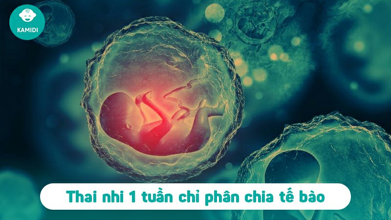 Bụng bầu 1 tuần: Những điều mẹ bầu cần biết trong giai đoạn đầu thai kỳ 3 bung-bau-1-tuan-2