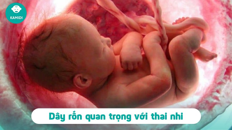 Quá trình rụng rốn ở trẻ sơ sinh, hình ảnh rụng rốn ở trẻ sơ sinh ba mẹ cần lưu ý 2 rung-ron-o-tre-so-sinh-1