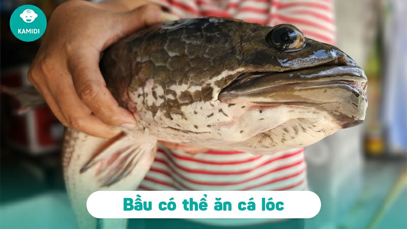 Bầu ăn cá lóc được không? Lợi ích khi bà bầu ăn cá lóc 2 bau-an-ca-loc-duoc-khong-1