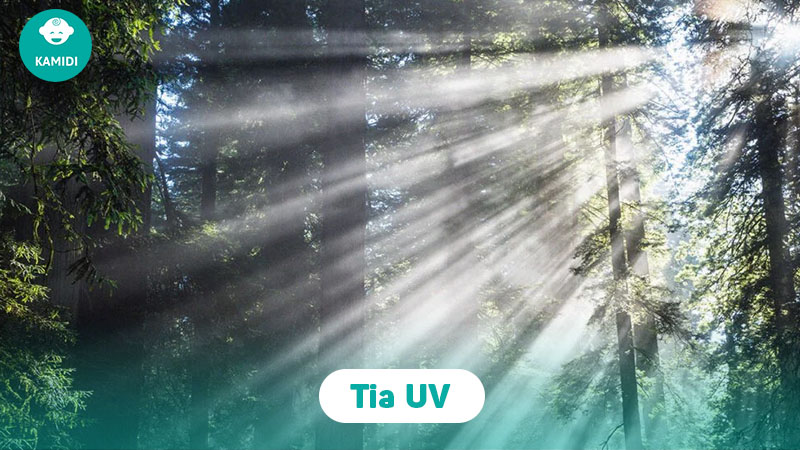 So sánh chi tiết máy tiệt trùng UV và UVC cho mẹ bỉm dễ chọn 2 so-sanh-chi-tiet-may-tiet-trung-uv-va-uvc-1
